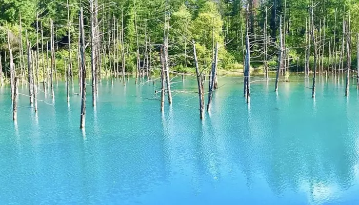 blue pond in biei hokkaido
