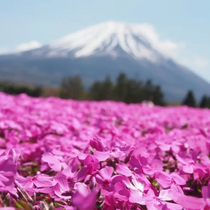 fuji shibazakura festival