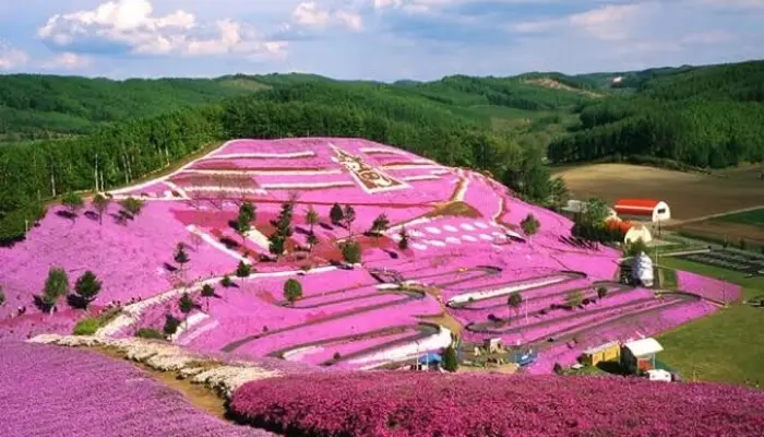 fuji shibazakura festival
