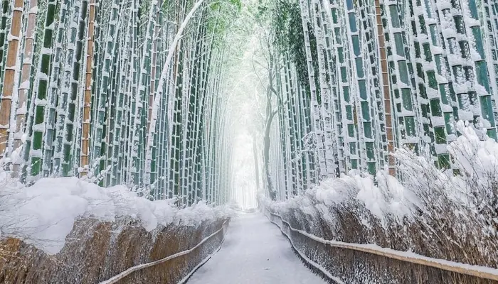 arashiyama bamboo grove kyoto japan