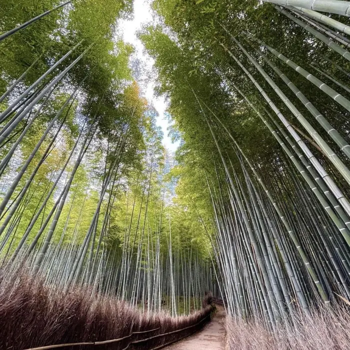arashiyama bamboo grove kyoto japan