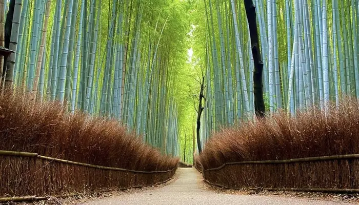 arashiyama bamboo grove in kyoto japan