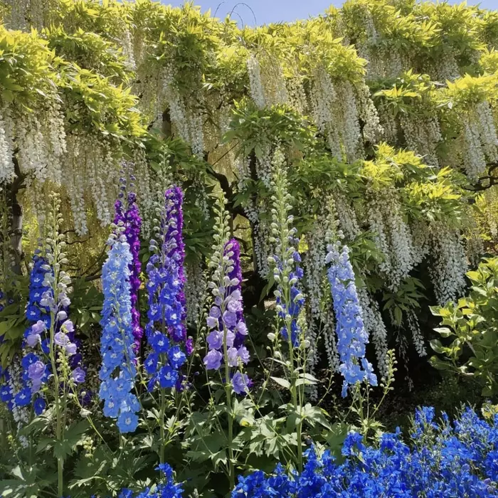 ashikaga flower park tochigi japan