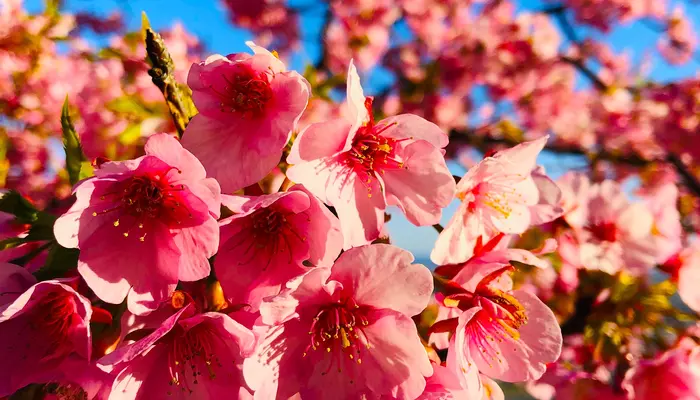matsuda cherry blossom festival in kanagawa japan