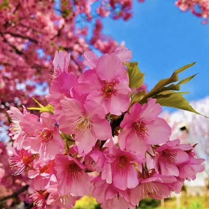 matsuda cherry blossom festival kanagawa