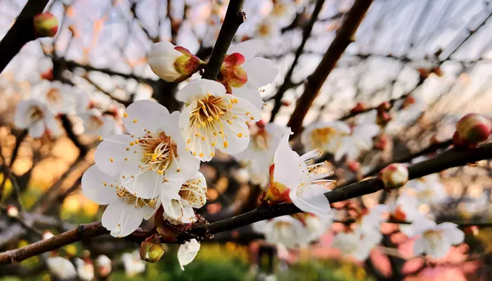 matsuda cherry blossom festival kanagawa