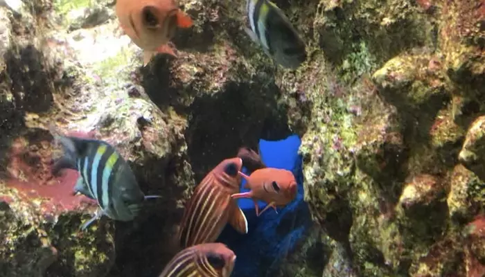 shimoda aquarium shizuoka japan